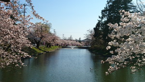 最上公園の桜