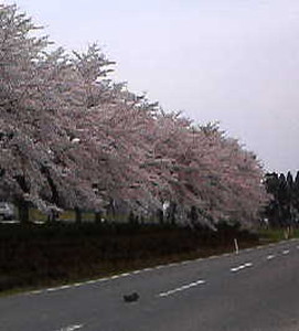 増田製作所の桜
