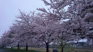 泉田川河川敷の桜