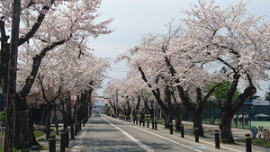 泉田桜通り