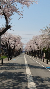 泉田桜通り